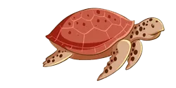 Tartaruga