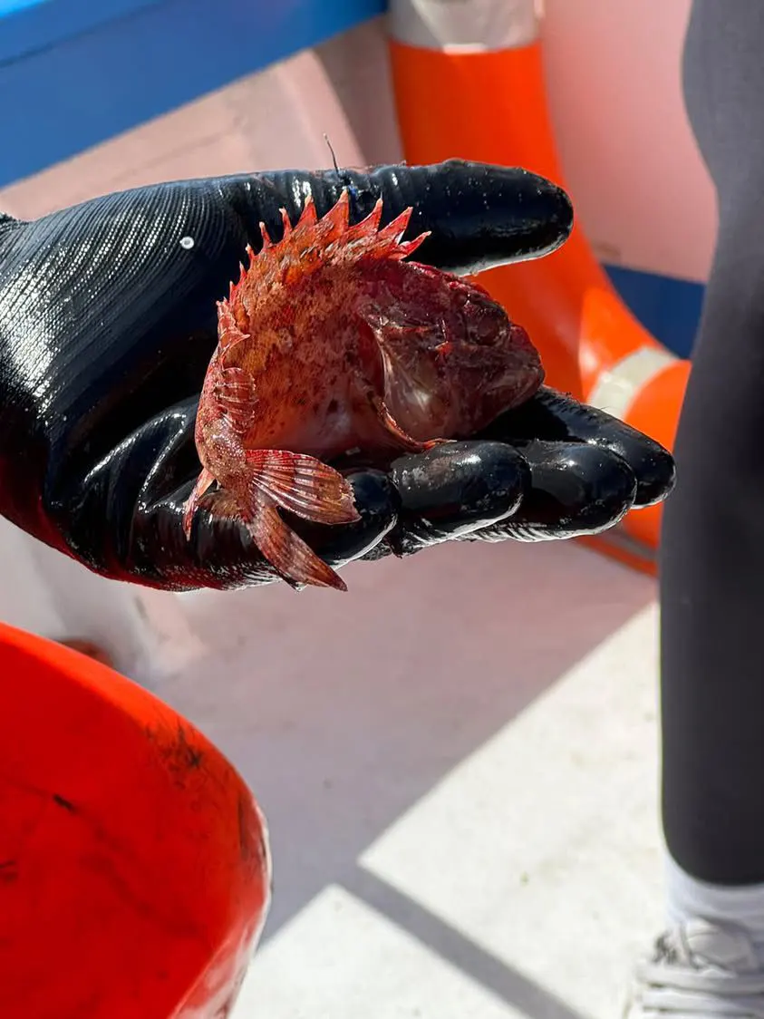 Pescaturismo Asinara - Escuesione Asinara 05