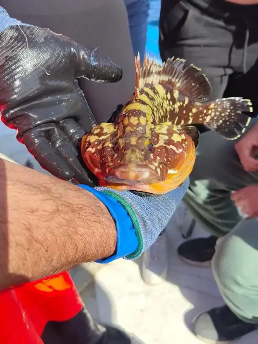 Pescaturismo Asinara - Escuesione Asinara 06