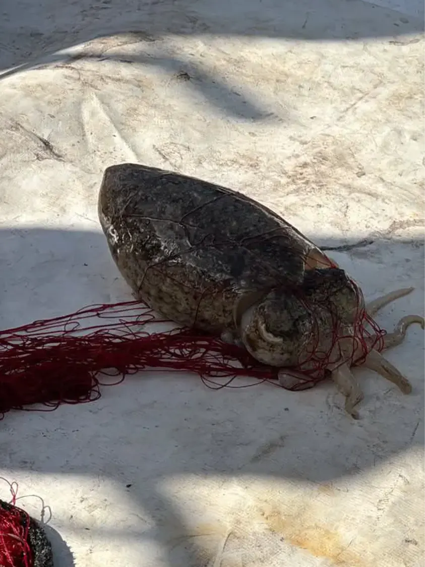 Pescaturismo Asinara - Escuesione Asinara 07